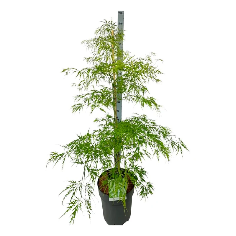 Acer palmatum 'Dissectum' C14 (14 liters kruka) 100-125 cm