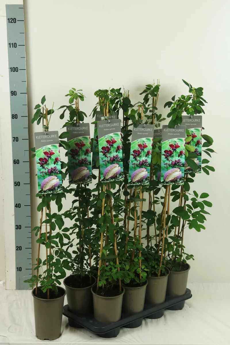 Akebia quinata 60-100 cm, 17 cm kruka