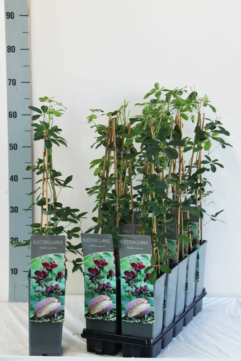 Akebia quinata C2 (2 liters kruka) 40-60 cm