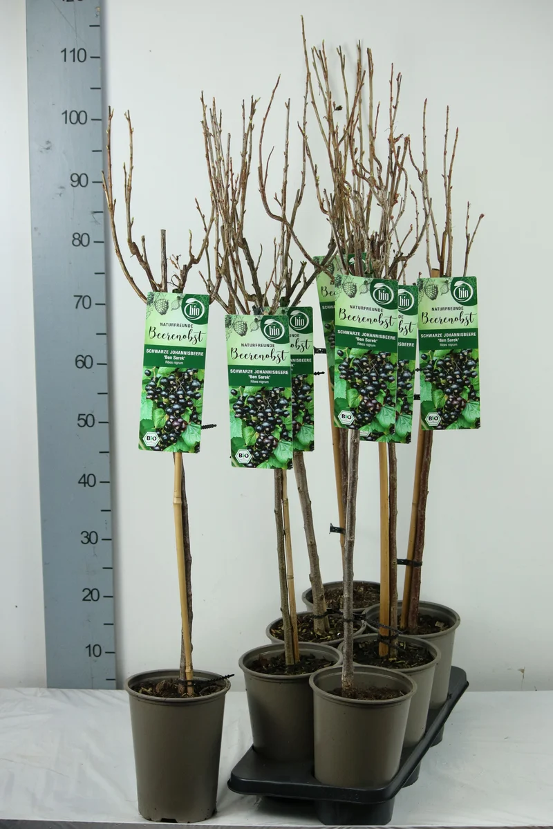 Ribes nigrum 'Ben Sarek' 60 cm stam - C3 (3 liters kruka)