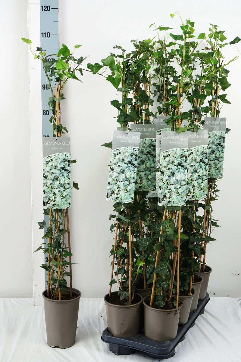 Hedera helix 60-100 cm - 17 cm kruka (3 pinnar)