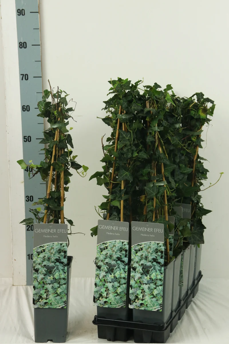 Hedera helix C2 (2 liters kruka) / 17 cm kruka 40-60 cm 3 käppar