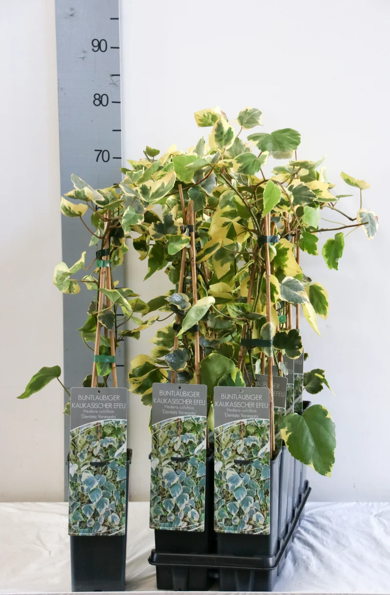Hedera colc. 'Dentata Variegata' C2 (2 liters kruka) 40-60 cm