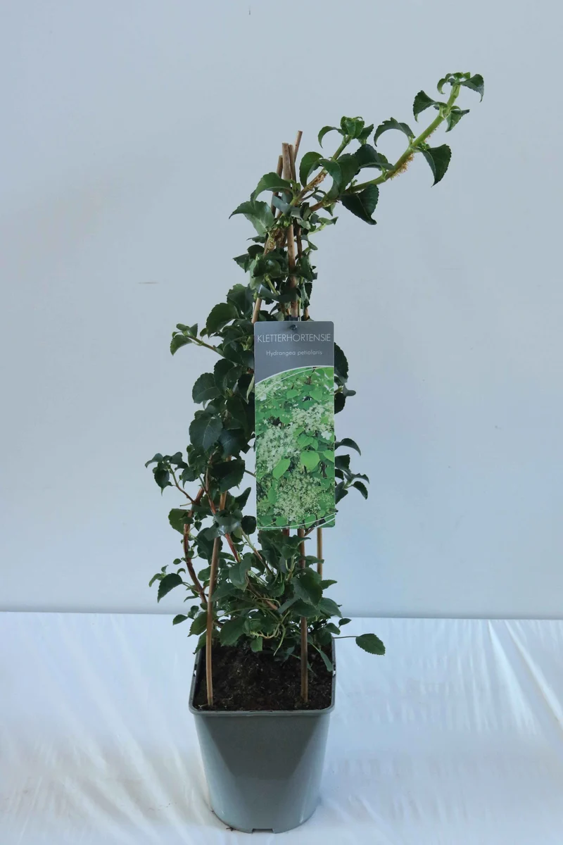 Hydrangea anomala petiolaris C5 (5 liters kruka) 80-100 cm