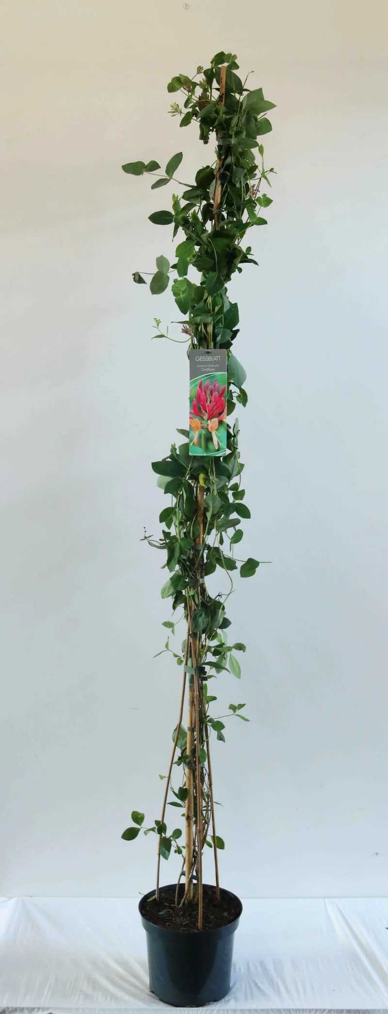 Lonicera heckr. 'Goldflame' C7,5 (7,5 liters kruka) 150-200 cm