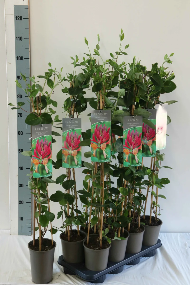 Lonicera heckr. 'Goldflame' 17 cm kruka 60-100 cm