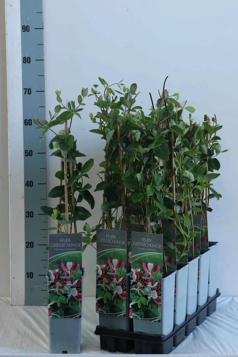 Lonicera heckrottii C2 (2 liters kruka) 40-60 cm 3 käppar