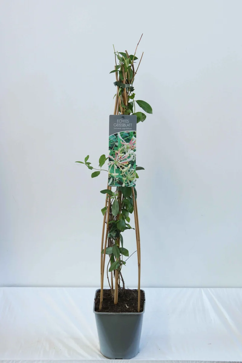 Lonicera caprifolium 80-100 cm C5 (5 liters kruka)
