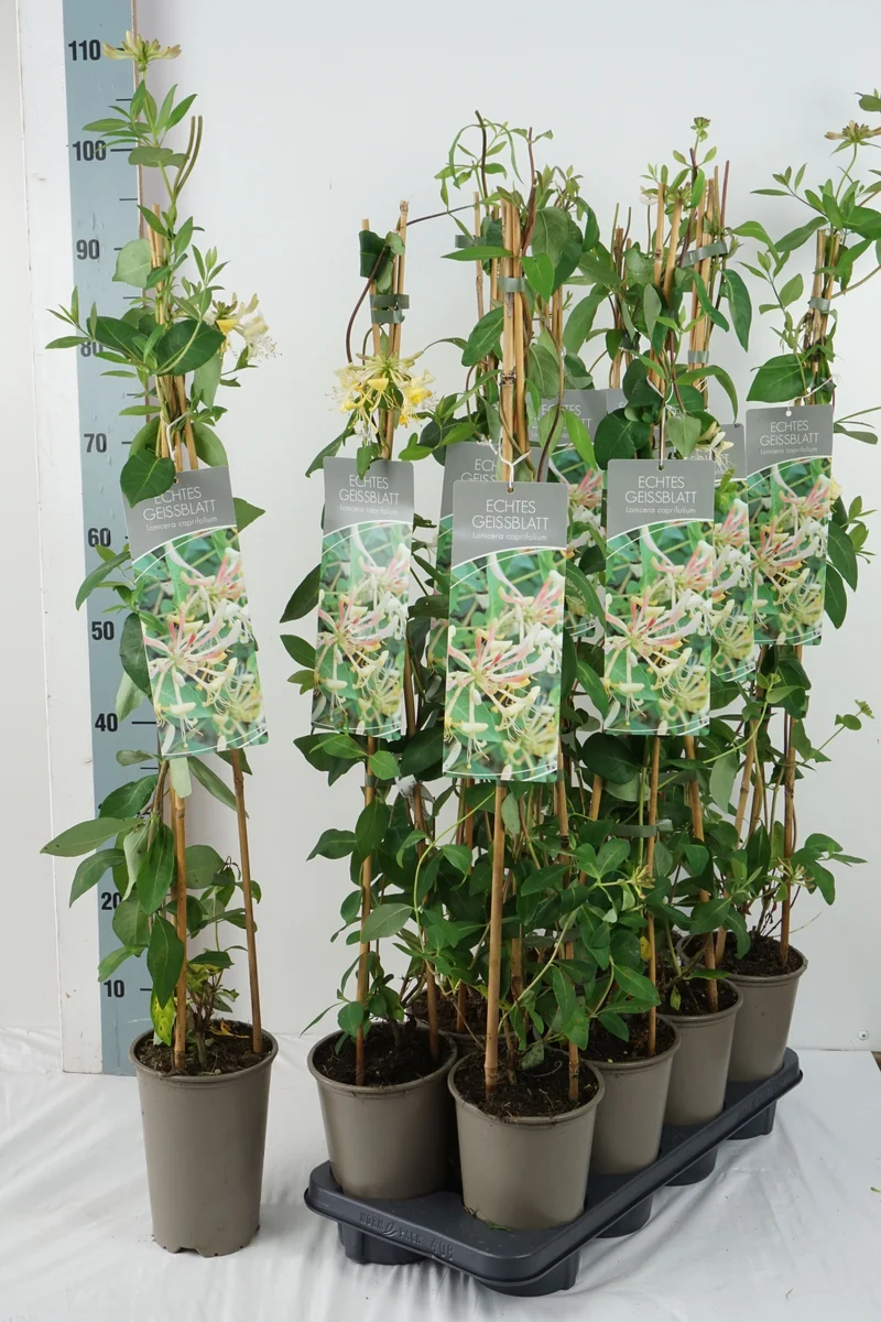 Lonicera caprifolium 17 cm kruka 60-100 cm