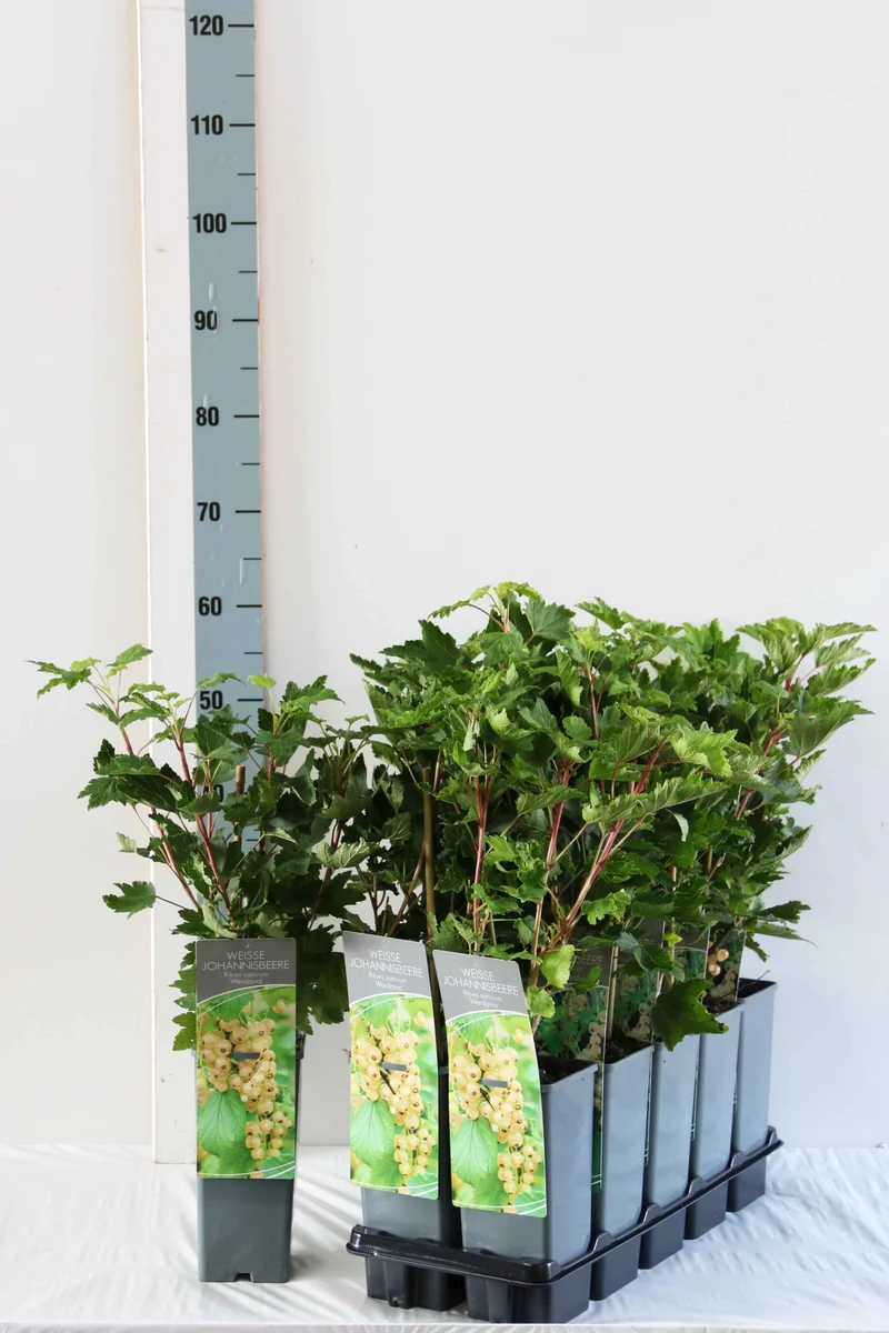 Ribes rubrum 'Werdavia' C2 (2 liters kruka) 30-40 cm