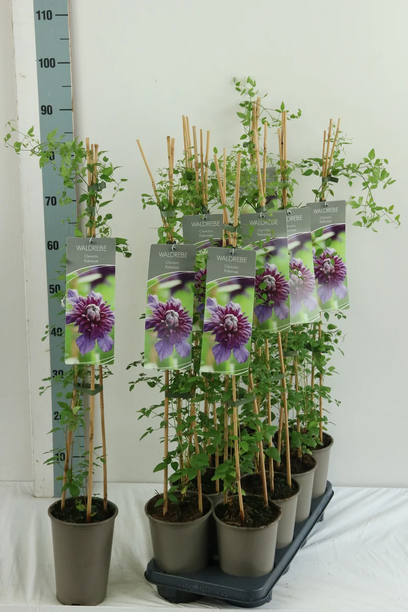 Celastrus orbiculatus 'Hercules' C7,5 (7,5 liters kruka) 150-200 cm