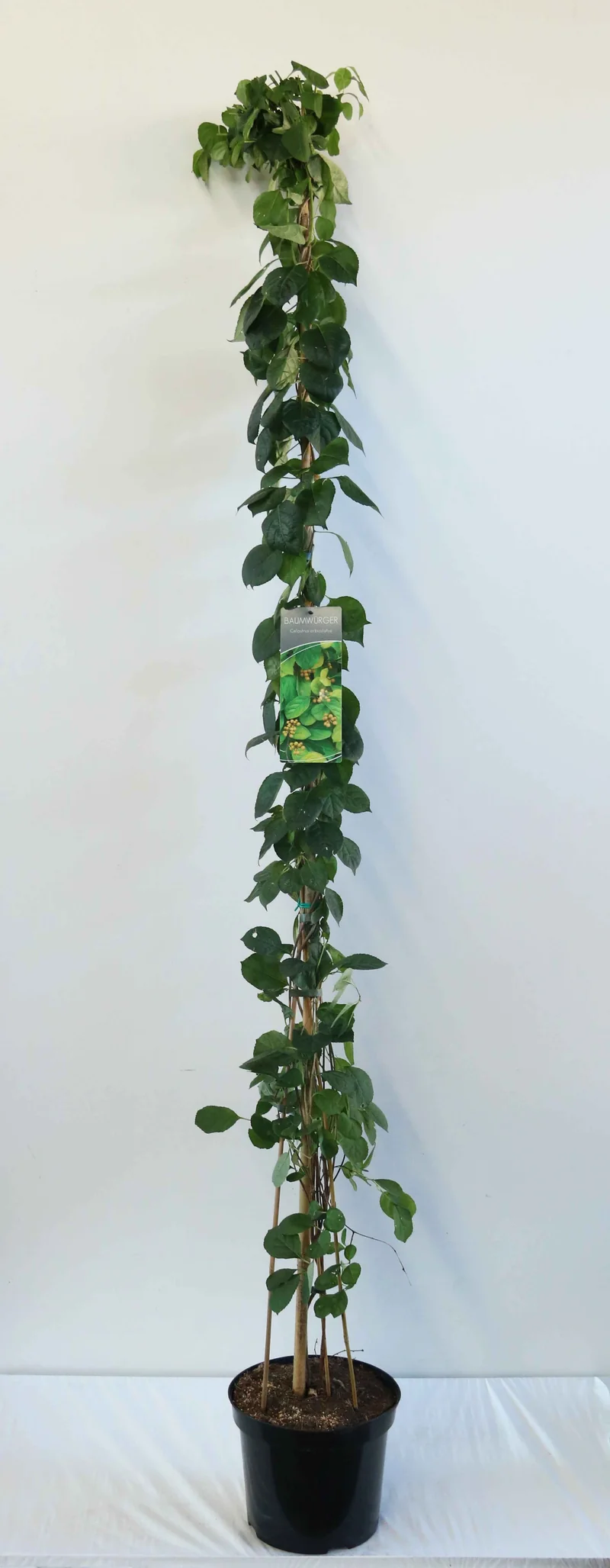 Celastrus orbiculatus 150-200 cm C7,5 (7,5 liters kruka)