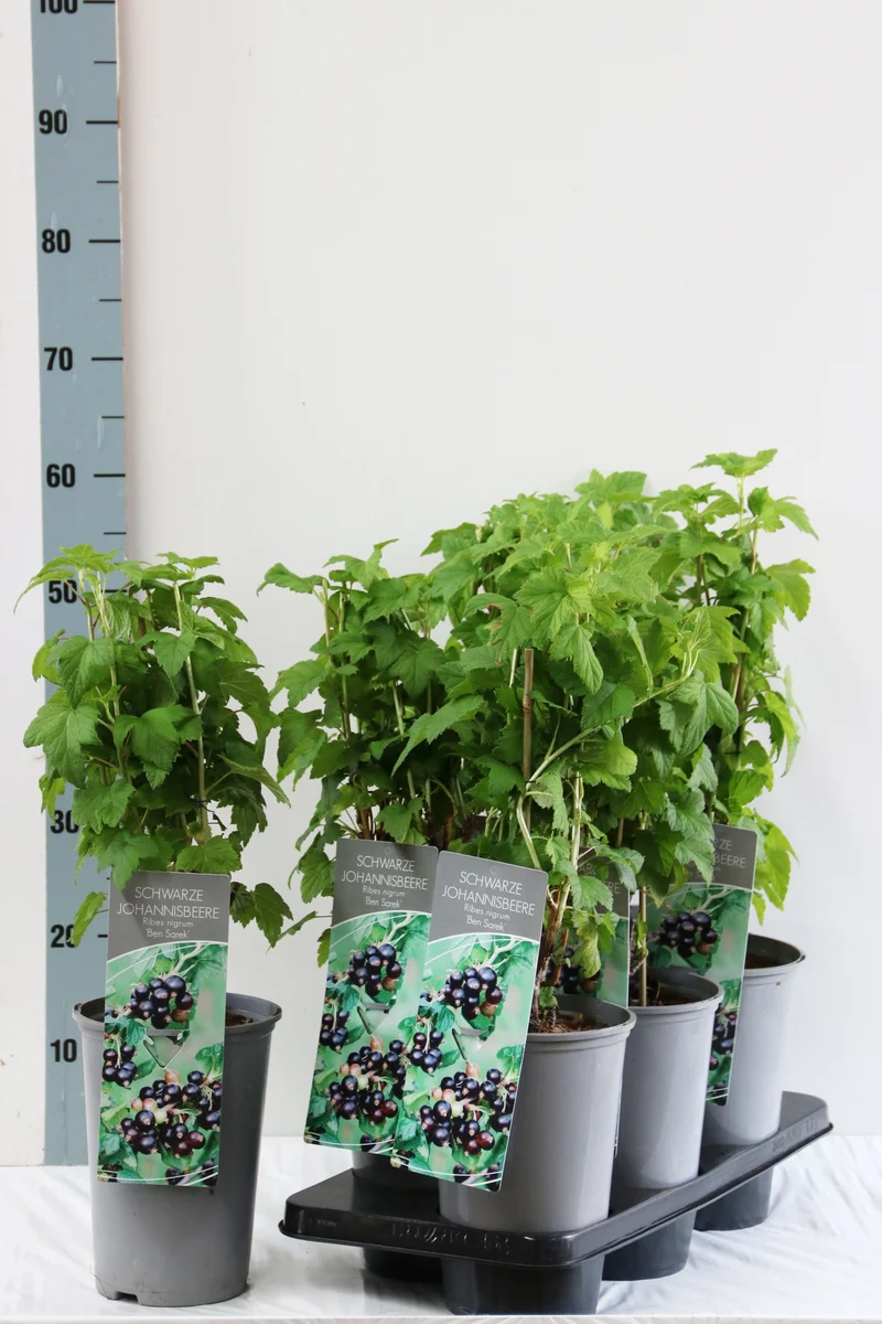 Ribes nigrum 'Ben Sarek' C3 (3 liters kruka) 40-60 cm
