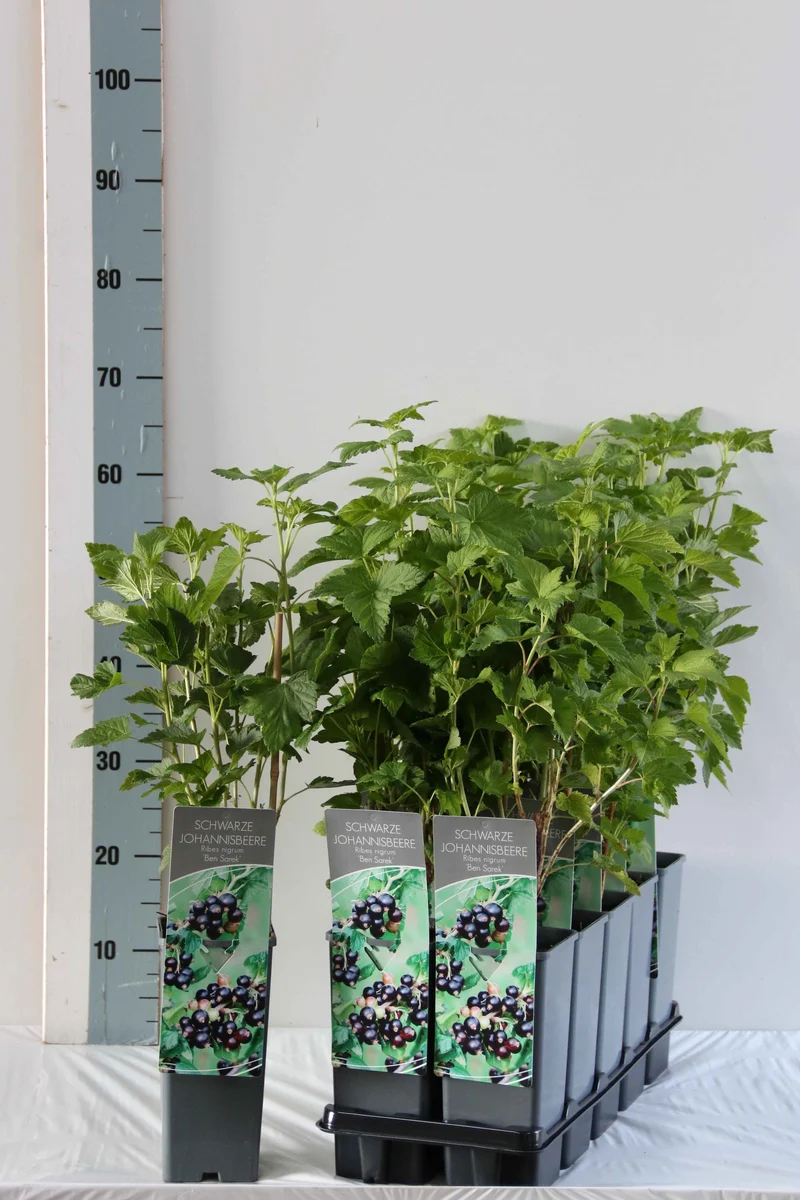 Ribes nigrum 'Ben Sarek' C2 (2 liters kruka) 30-40 cm