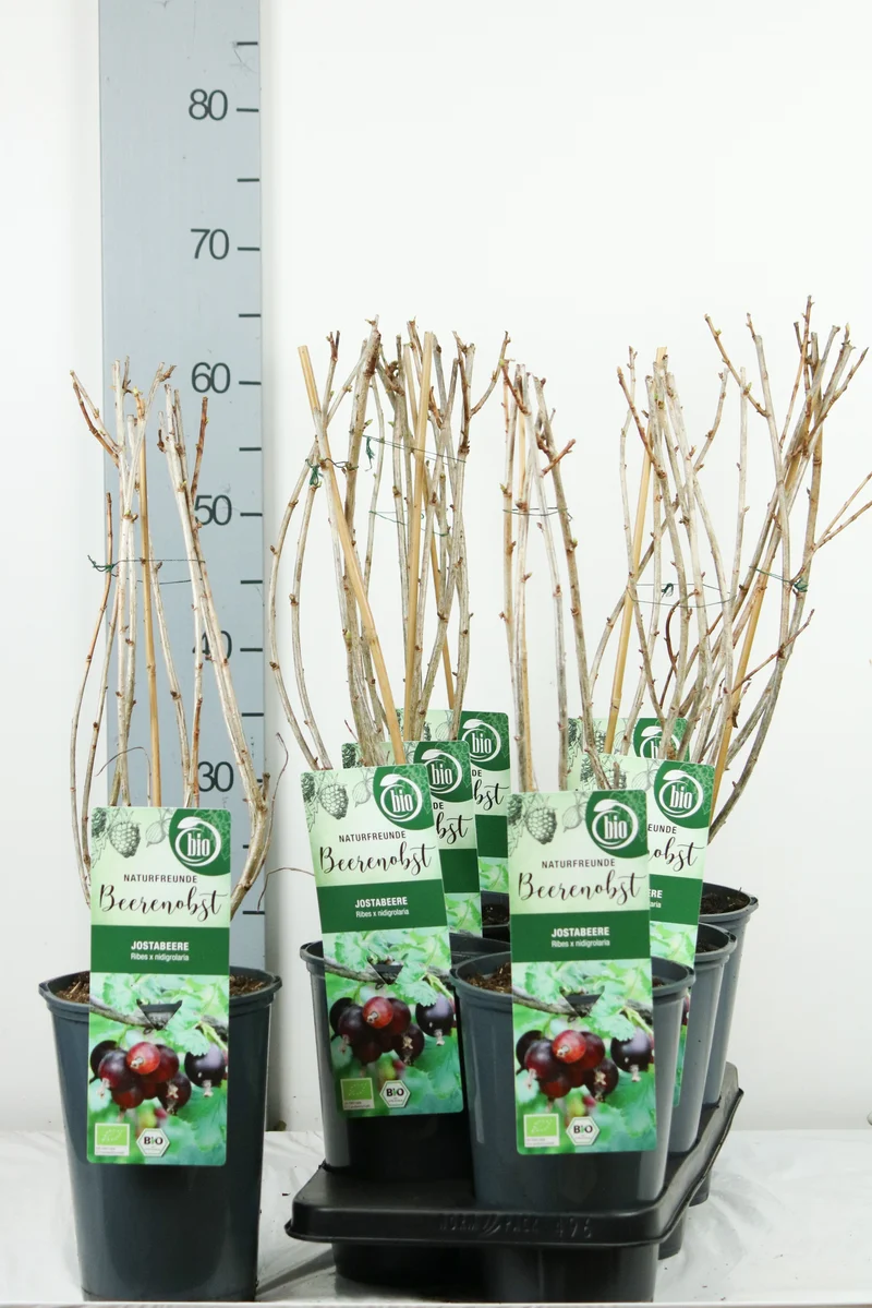 Ribes 'Jostaberry' C3 (3 liters kruka) 40-50 cm