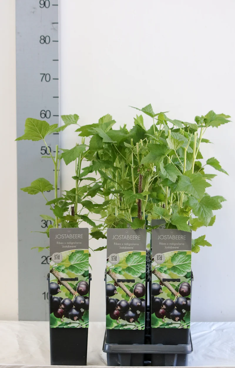 Ribes 'Jostaberry' C2 (2 liters kruka) 30-40 cm