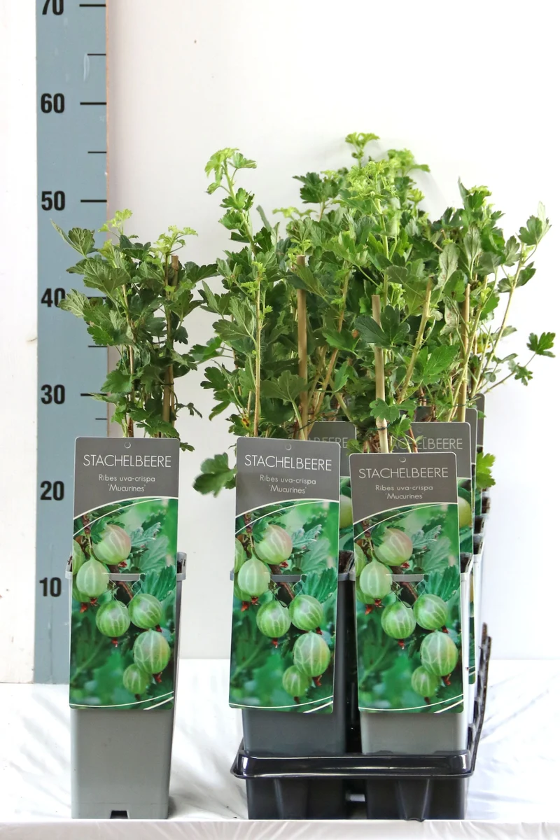 Ribes u.-c. 'Mucurines' C2 (2 liters kruka) 30-40 cm