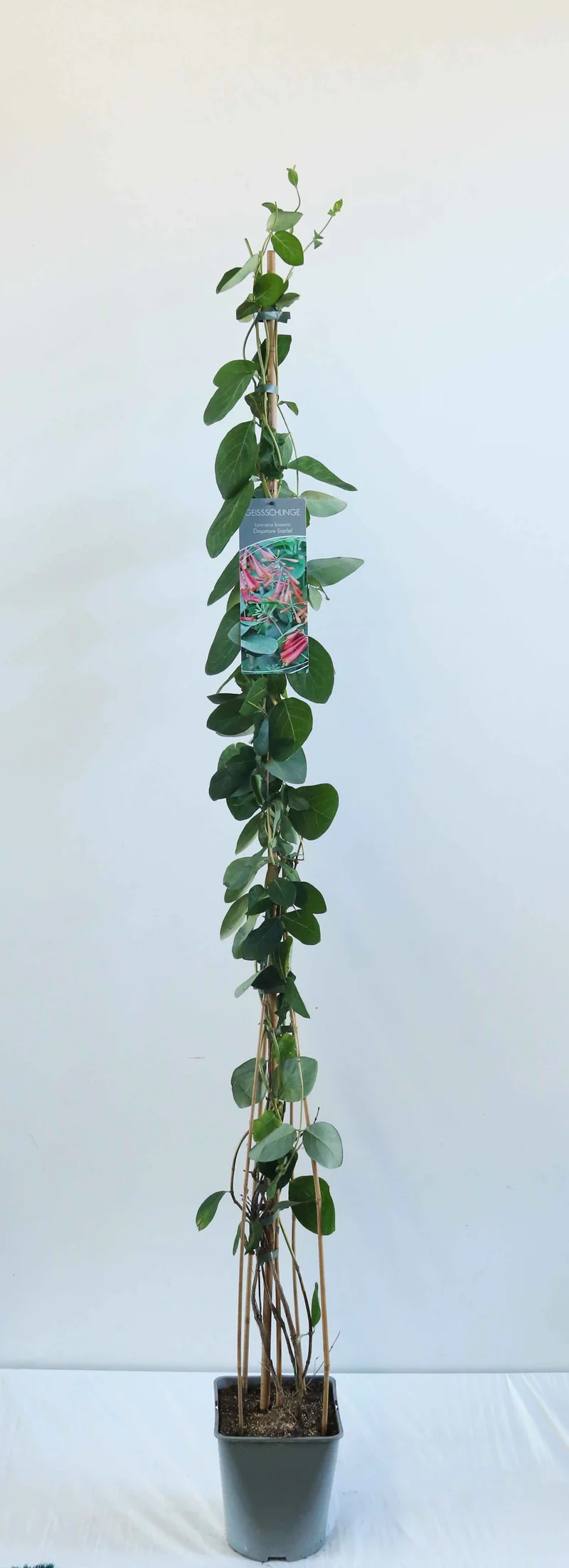 Lonicera brow. 'Dropmore Scarlet' C5 (5 liters kruka) 100-125 cm