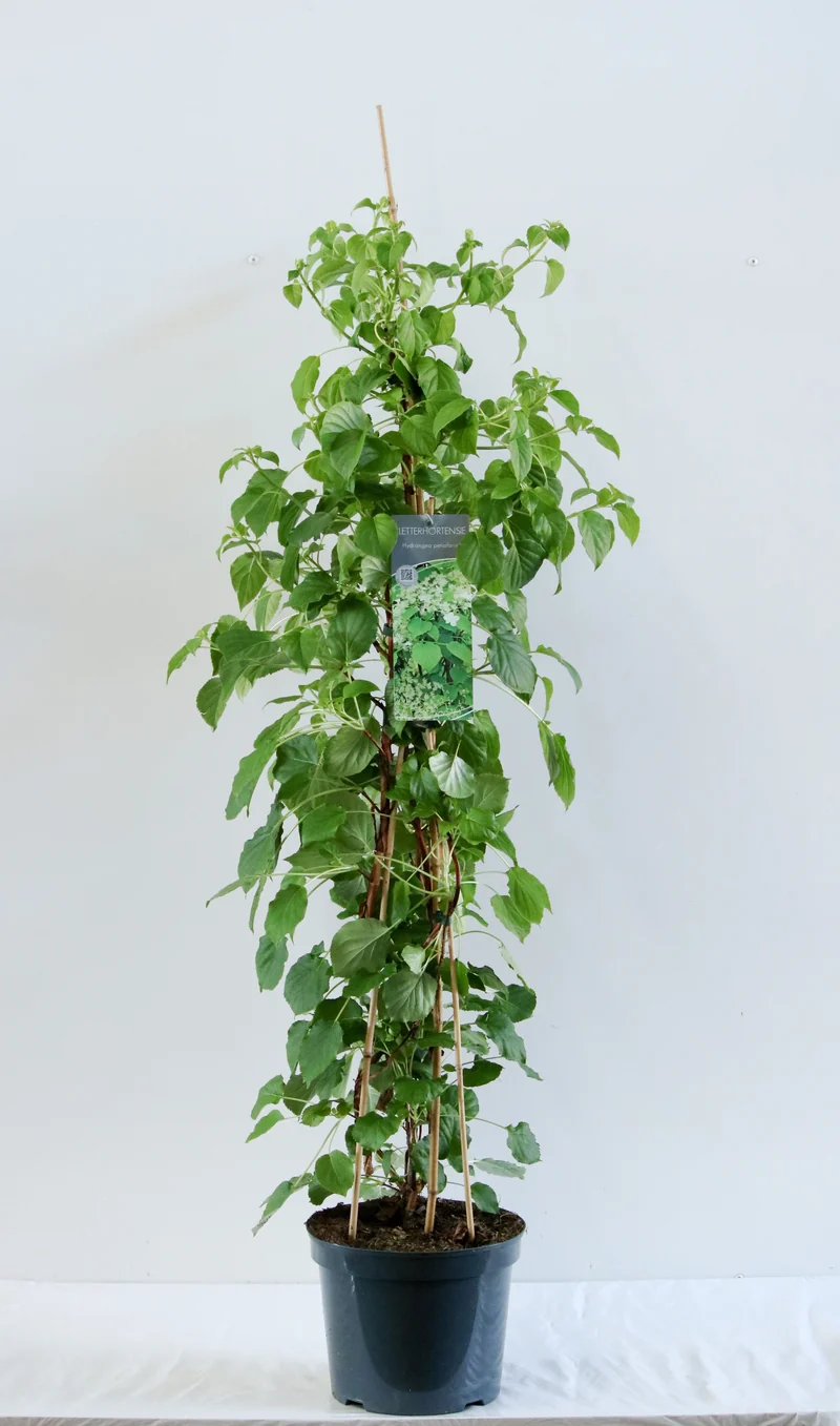 Hydrangea anomala petiolaris C7,5 (7,5 liters kruka) 80-100 cm