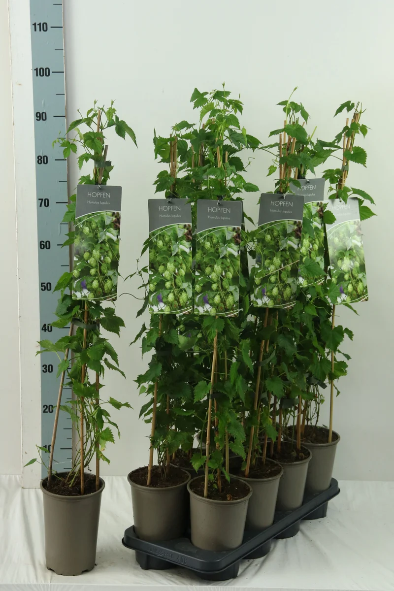 Humulus lupulus 60-100 cm, 17 cm kruka (3 käppar)