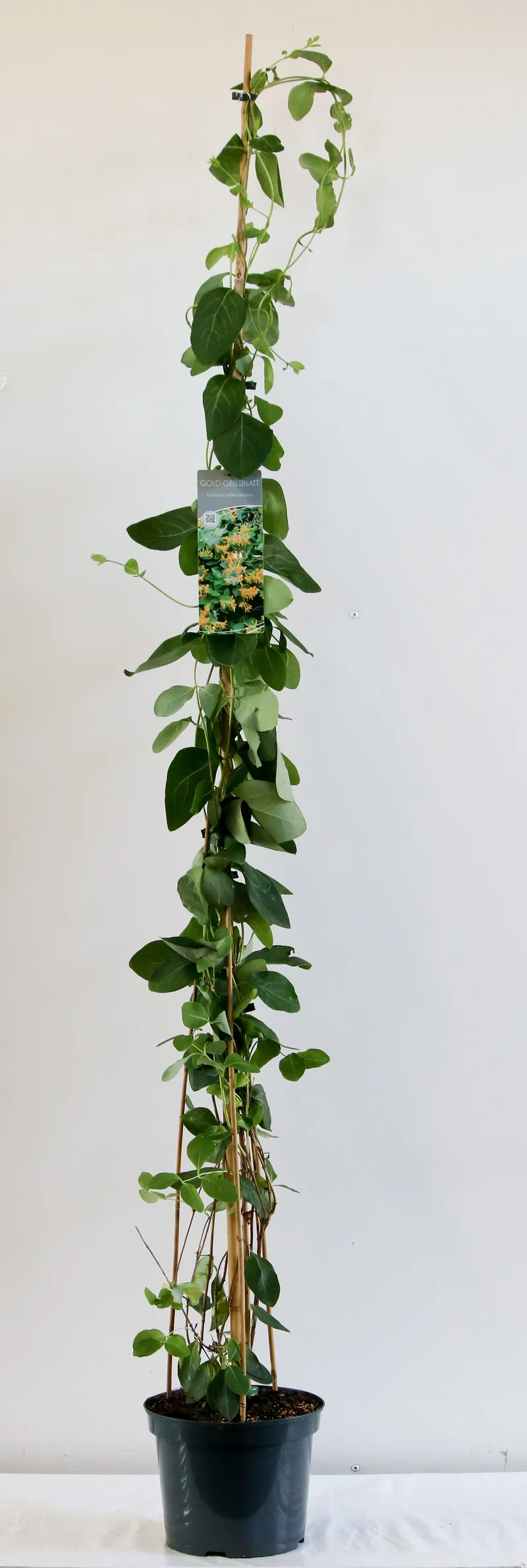 Lonicera tellmanniana 150-200 cm (C7,5 / 26 cm kruka)