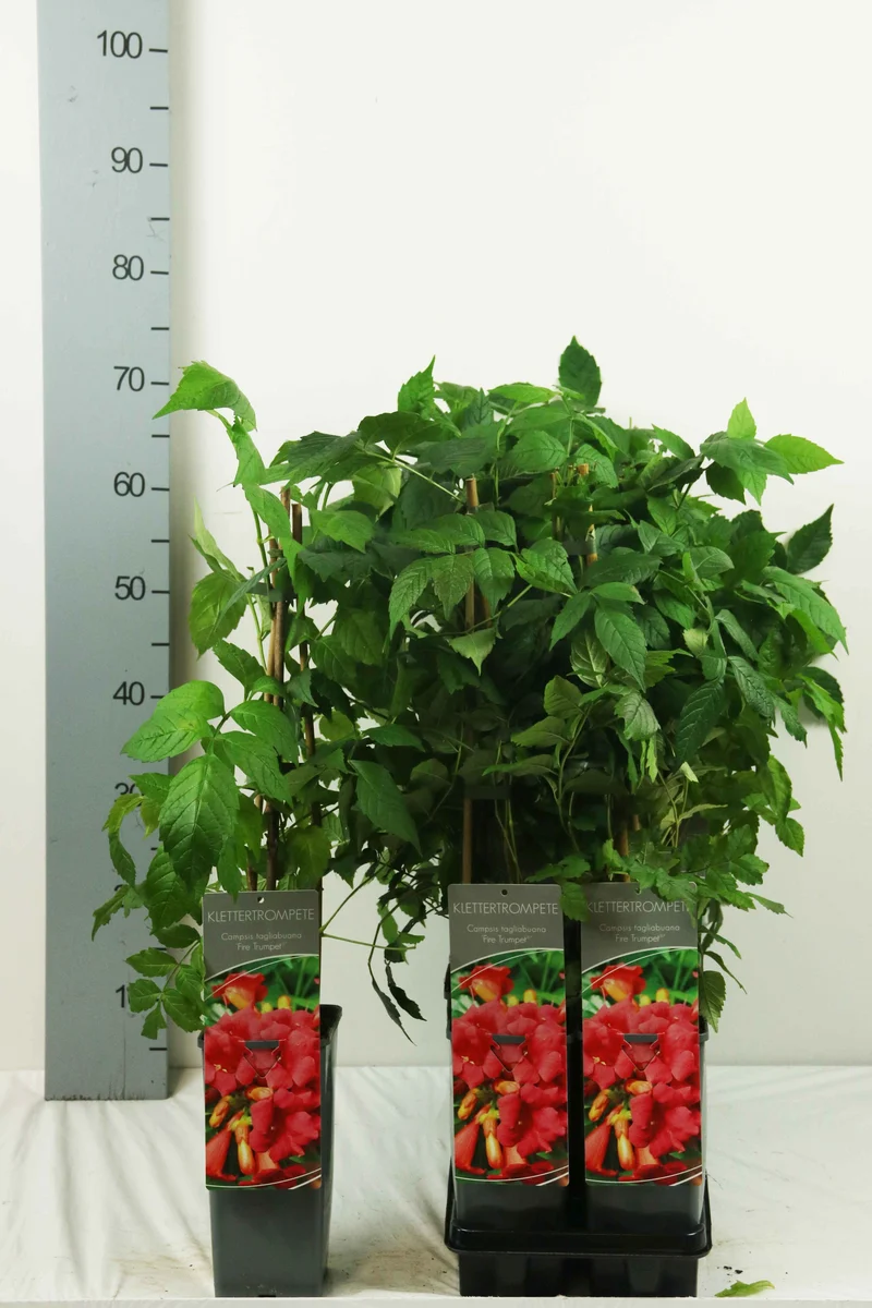 Campsis tagli. 'Summer Jazz Fire' C2 (2 liters kruka) 40-60 cm