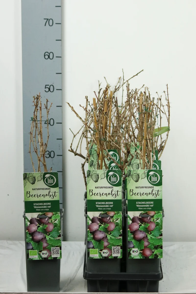 Ribes u.-c. 'Hinnonmaki Rod' C2 (2 liters kruka) 30-35 cm