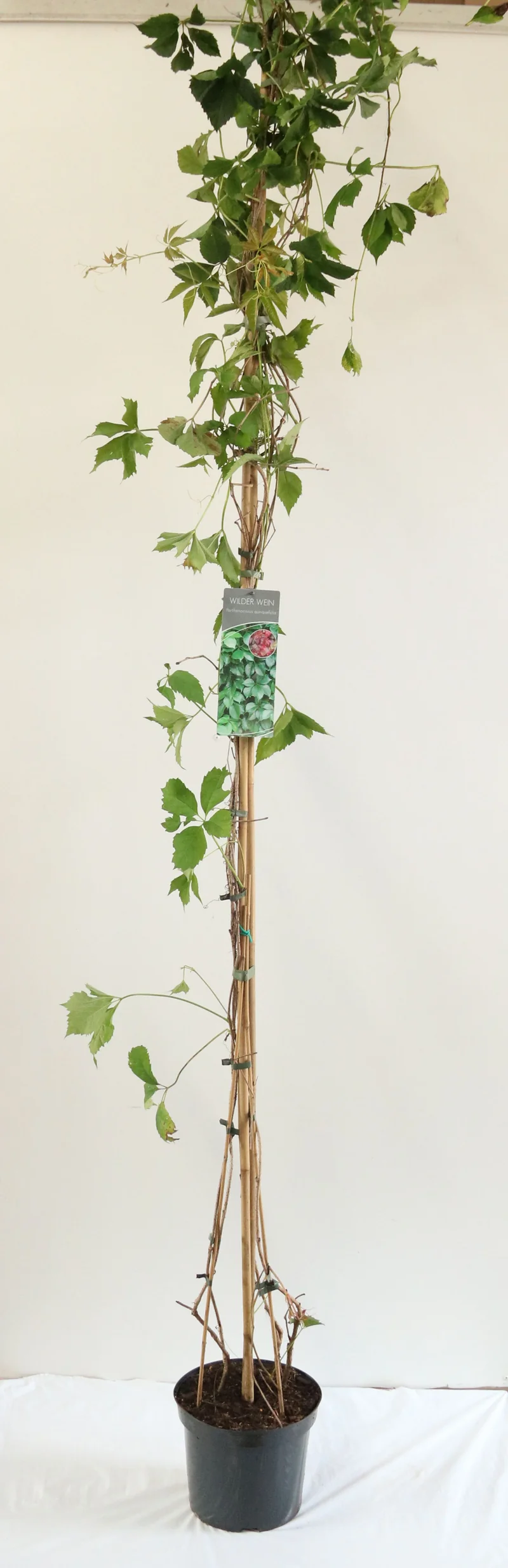 Parthenocissus quinquefolia C7,5 (7,5 liters kruka) 200-250 cm