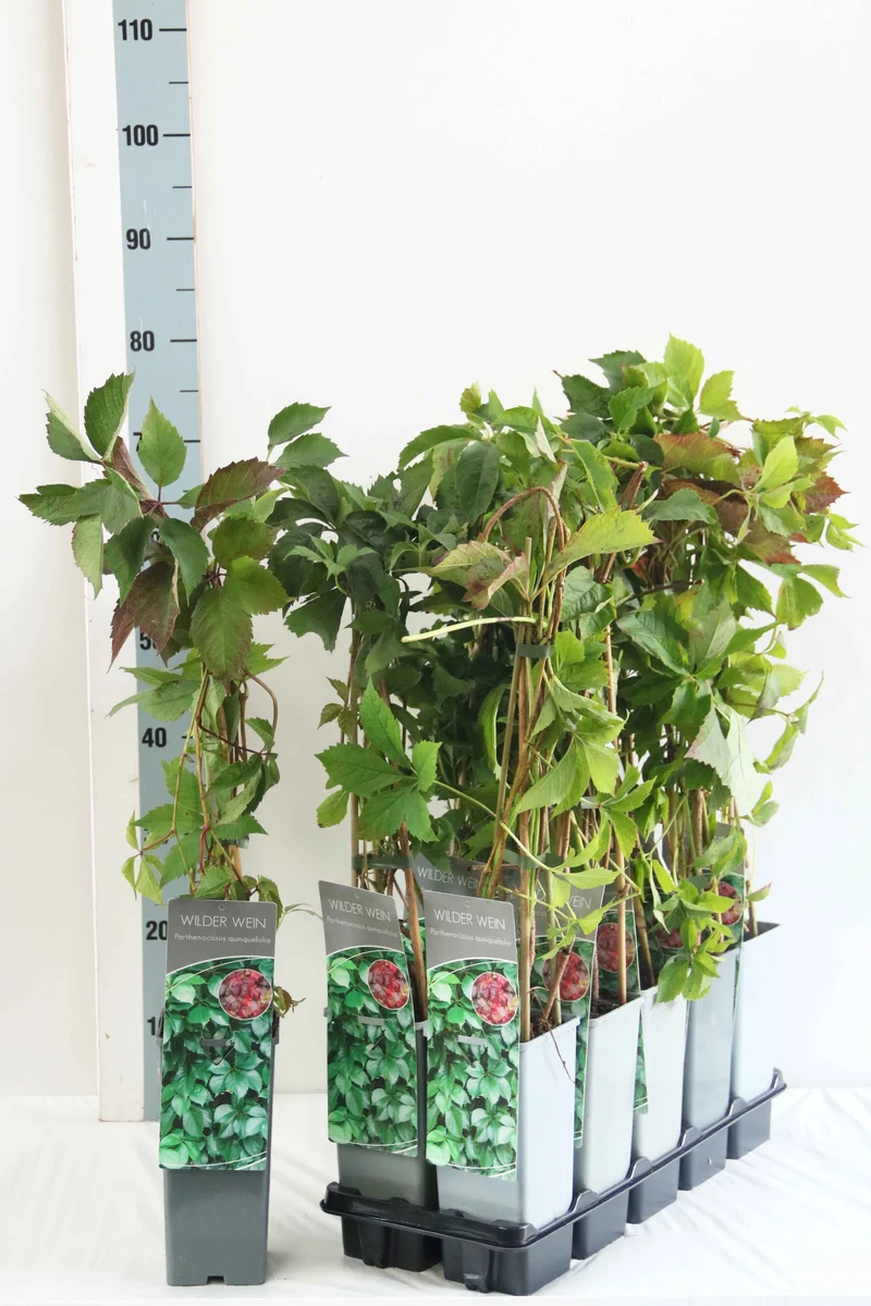 Parthenocissus quinquefolia C2 (2 liters kruka) 40–60 cm