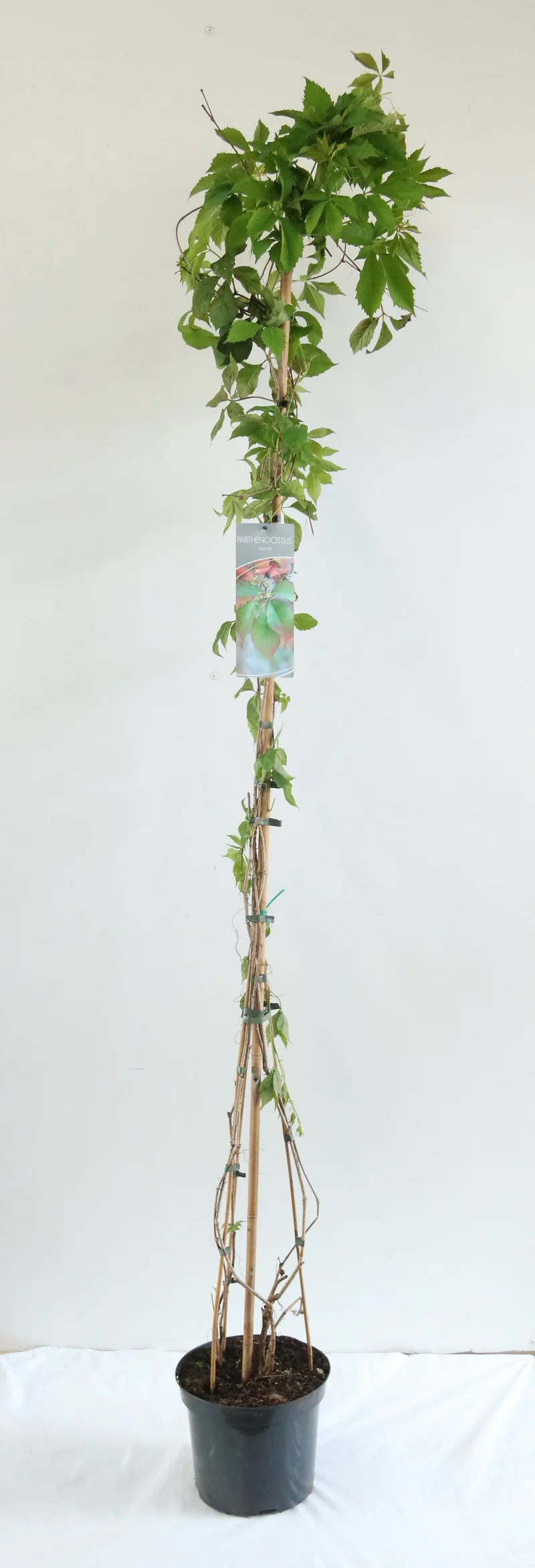 Parthenocissus inserta C7,5 (7,5 liters kruka) 150-200 cm