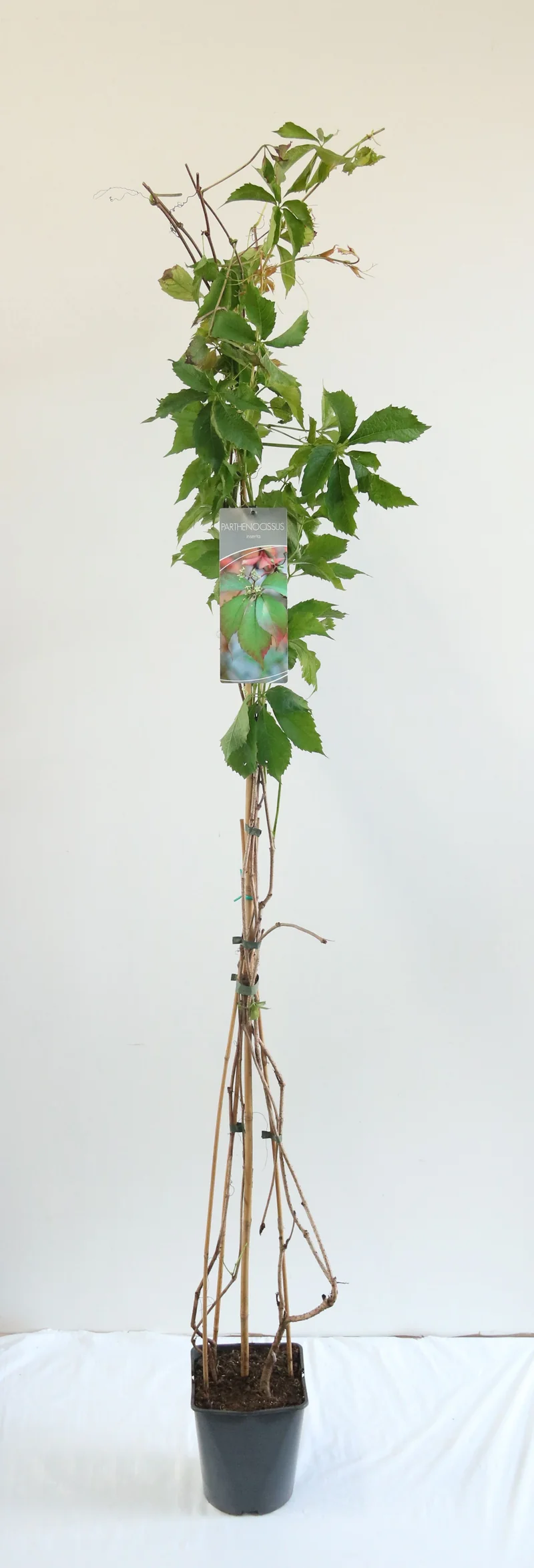 Parthenocissus inserta C5 (5 liters kruka) 100-125 cm