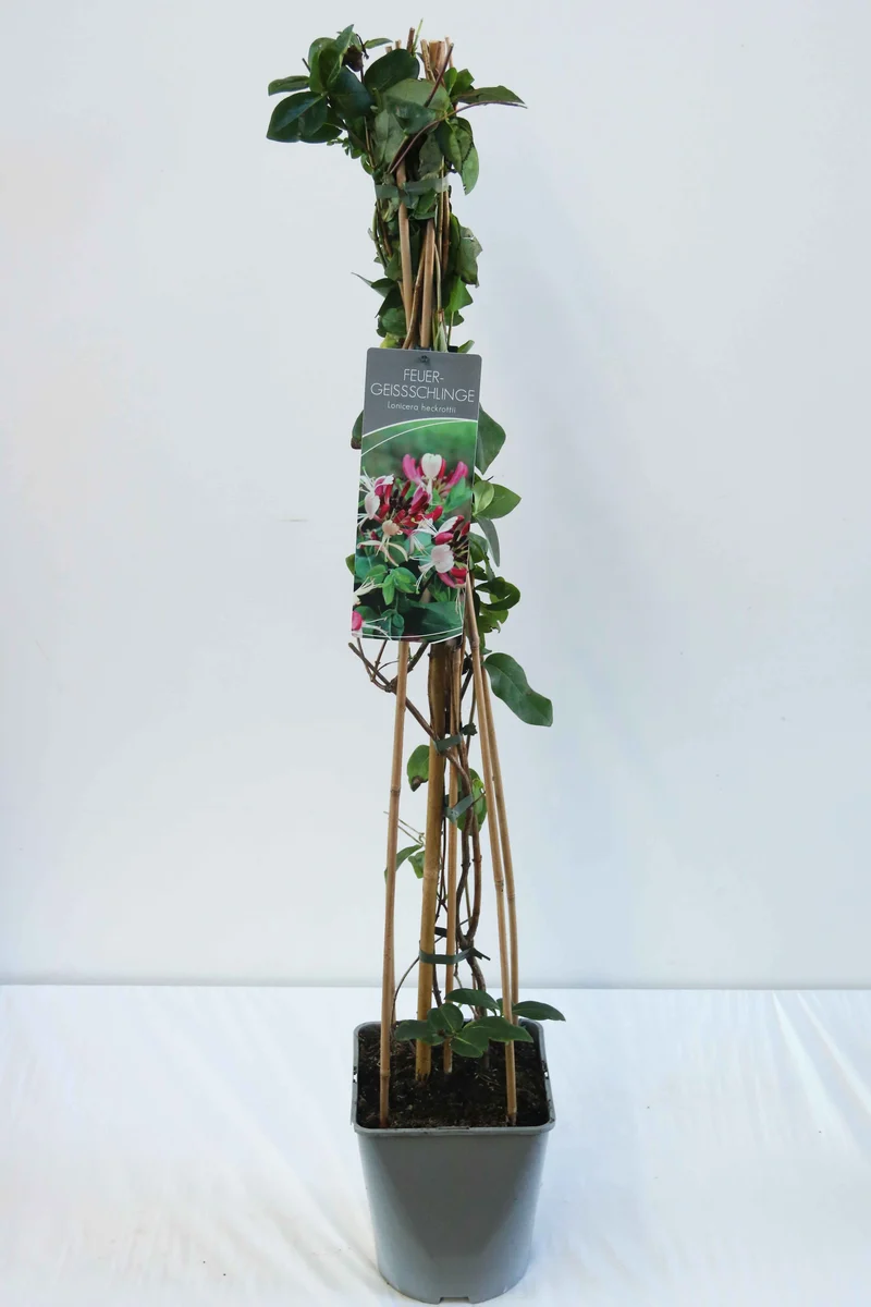 Lonicera heckrottii C5 (5 liters kruka) 80-100 cm