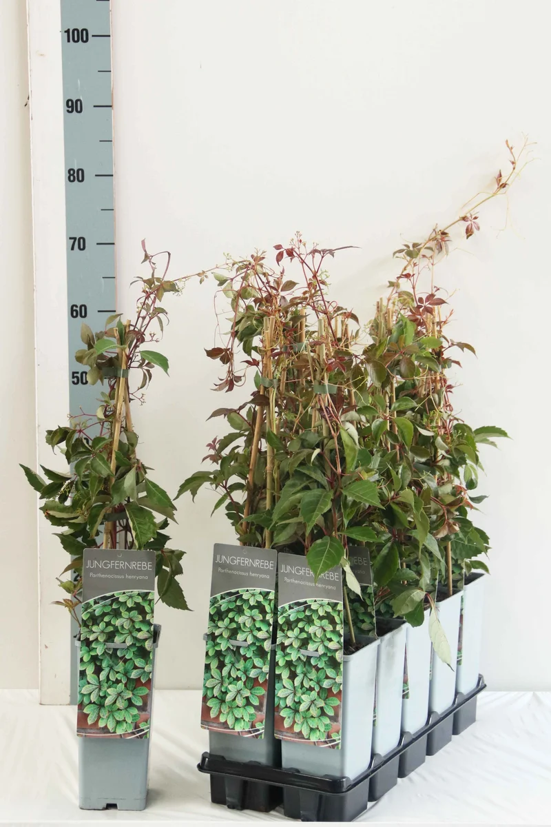 Parthenocissus henryana C2 (2 liters kruka) 40-60 cm
