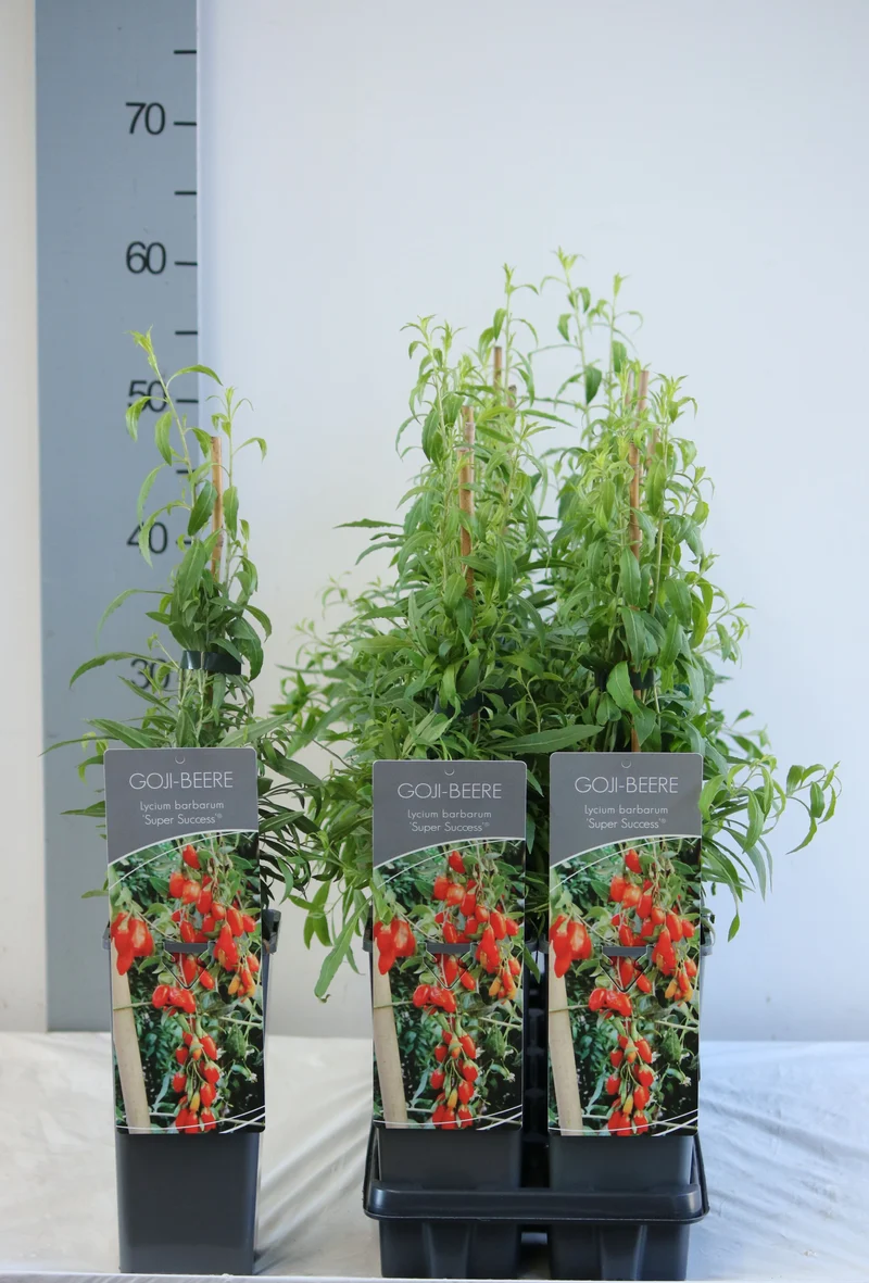 Lycium b. 'Instant Succes' C2 (2 liters kruka) 30-40 cm