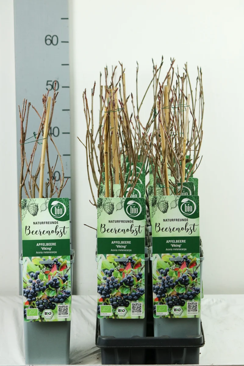 Aronia prun. 'Viking' C2 (2 liters kruka) 30-35 cm