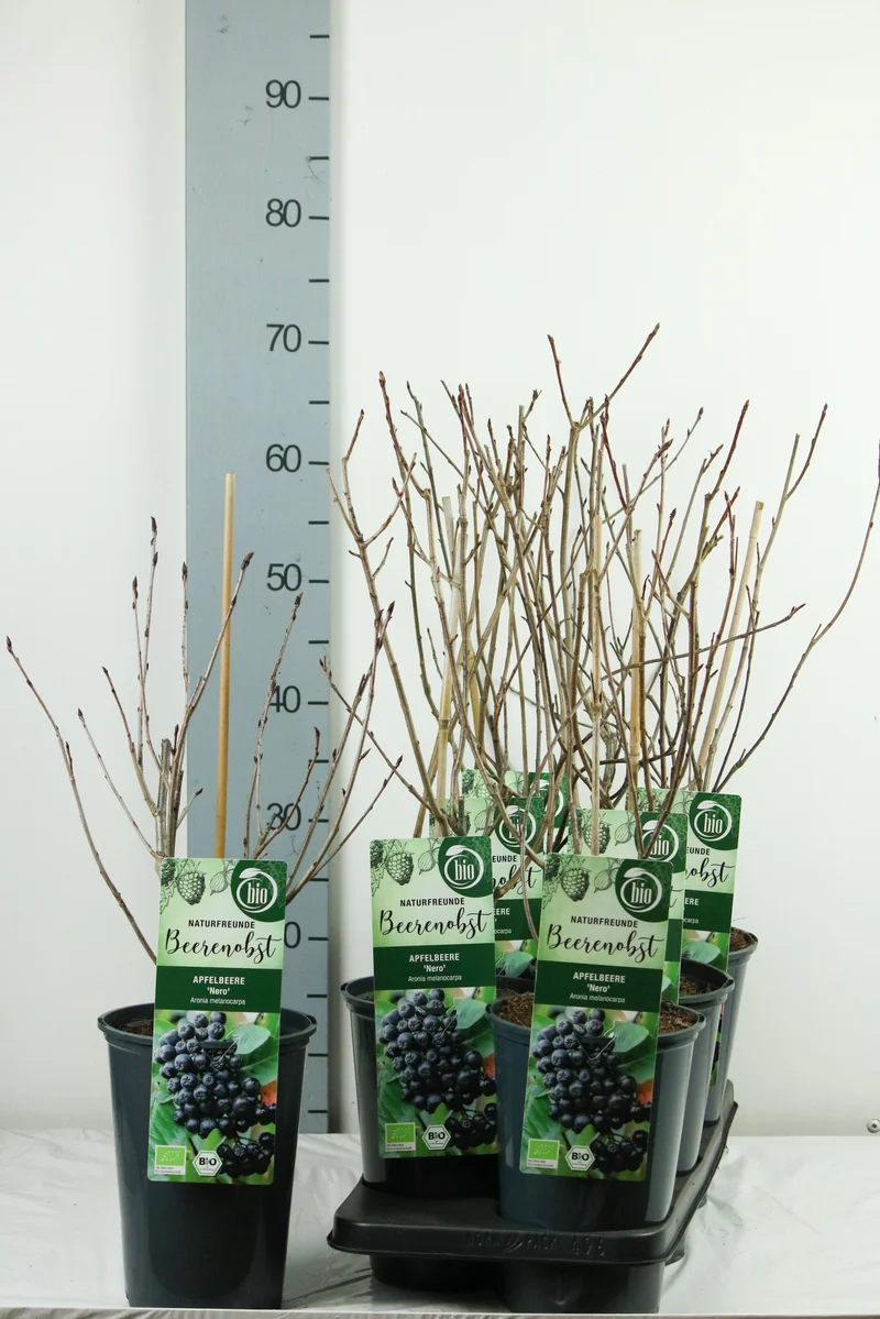 Aronia prunifolia 'Nero' 40-50 cm - C3 (3 liters kruka)