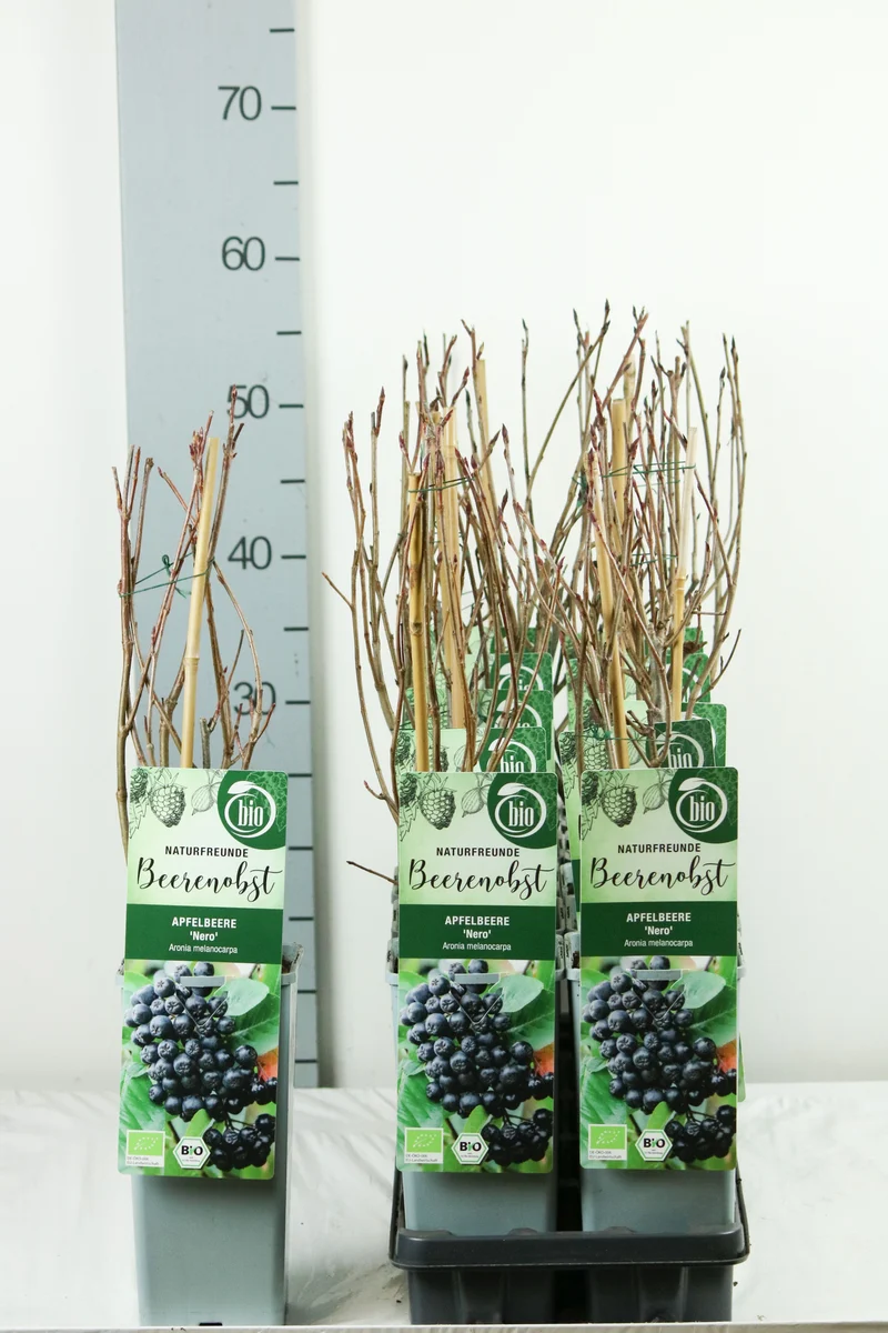 Aronia prun. 'Nero' C2 (2 liters kruka) 30-35 cm