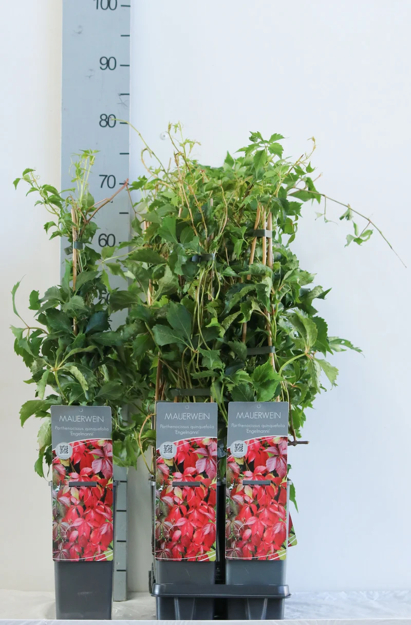 Parthenocissus q. engelmannii 40-60 cm C2 (2 liters kruka)