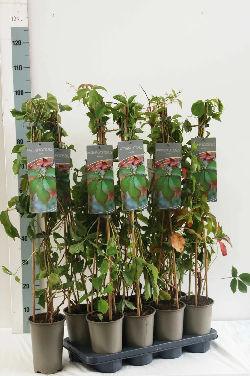 Parthenocissus inserta 17 cm kruka 60-100 cm
