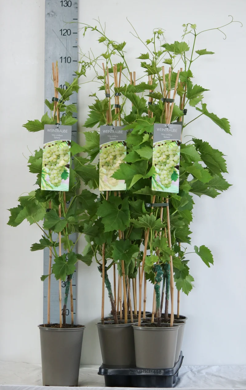 Vitis 'Solaris' C3 (3 liters kruka) 80-100 cm