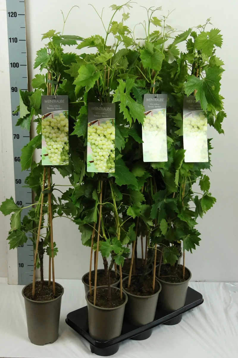 Vitis 'Romulus' (vit) C3 (3 liters kruka) 80-100 cm