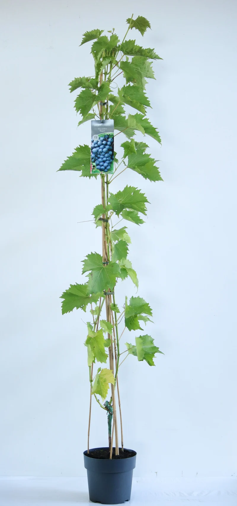 Vitis 'Regent' C5 (5 liters kruka) 100-125 cm