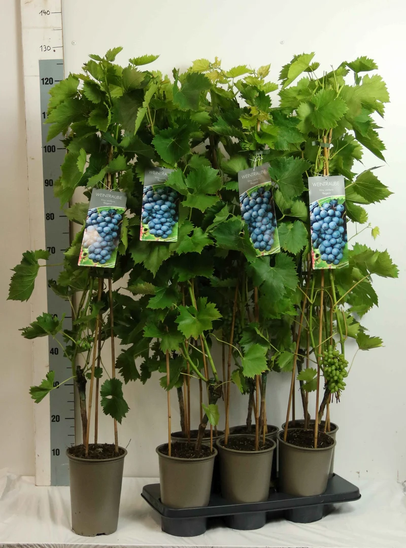 Vitis 'Regent' C3 (3 liters kruka) 80-100 cm