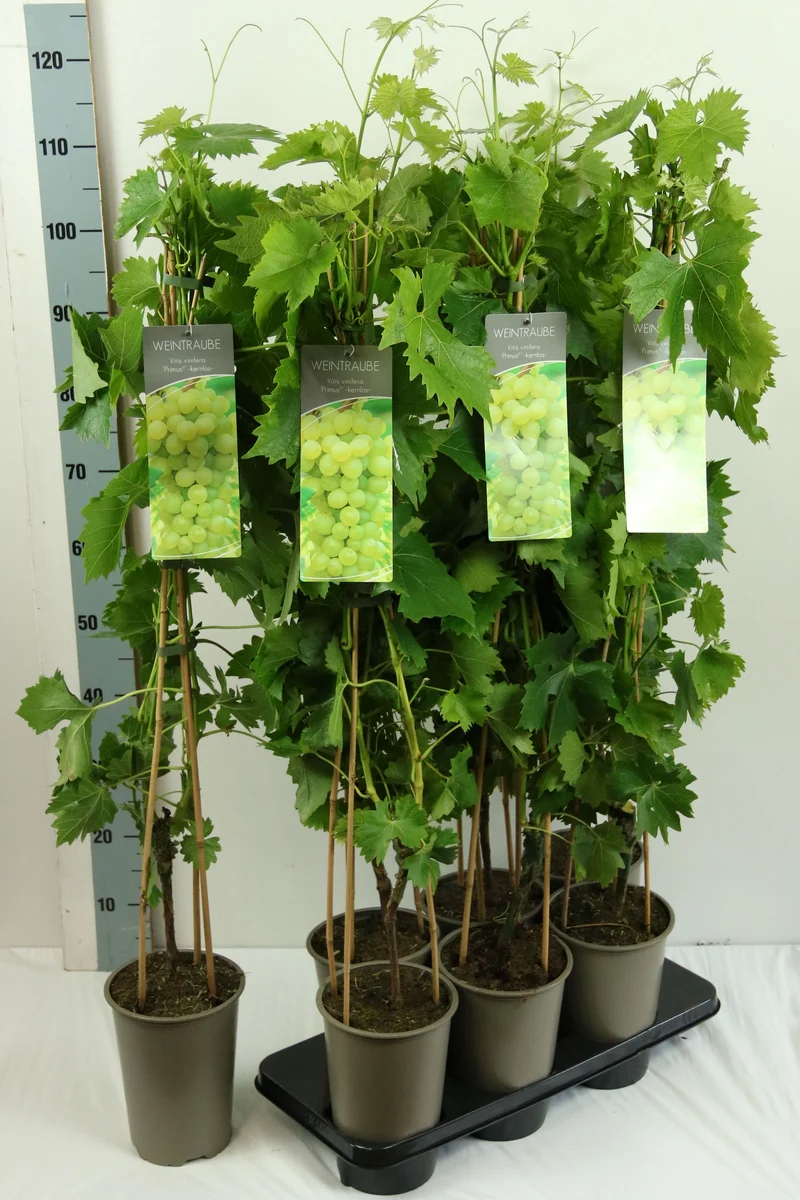 Vitis 'Primus' C3 (3 liters kruka) 80-100 cm