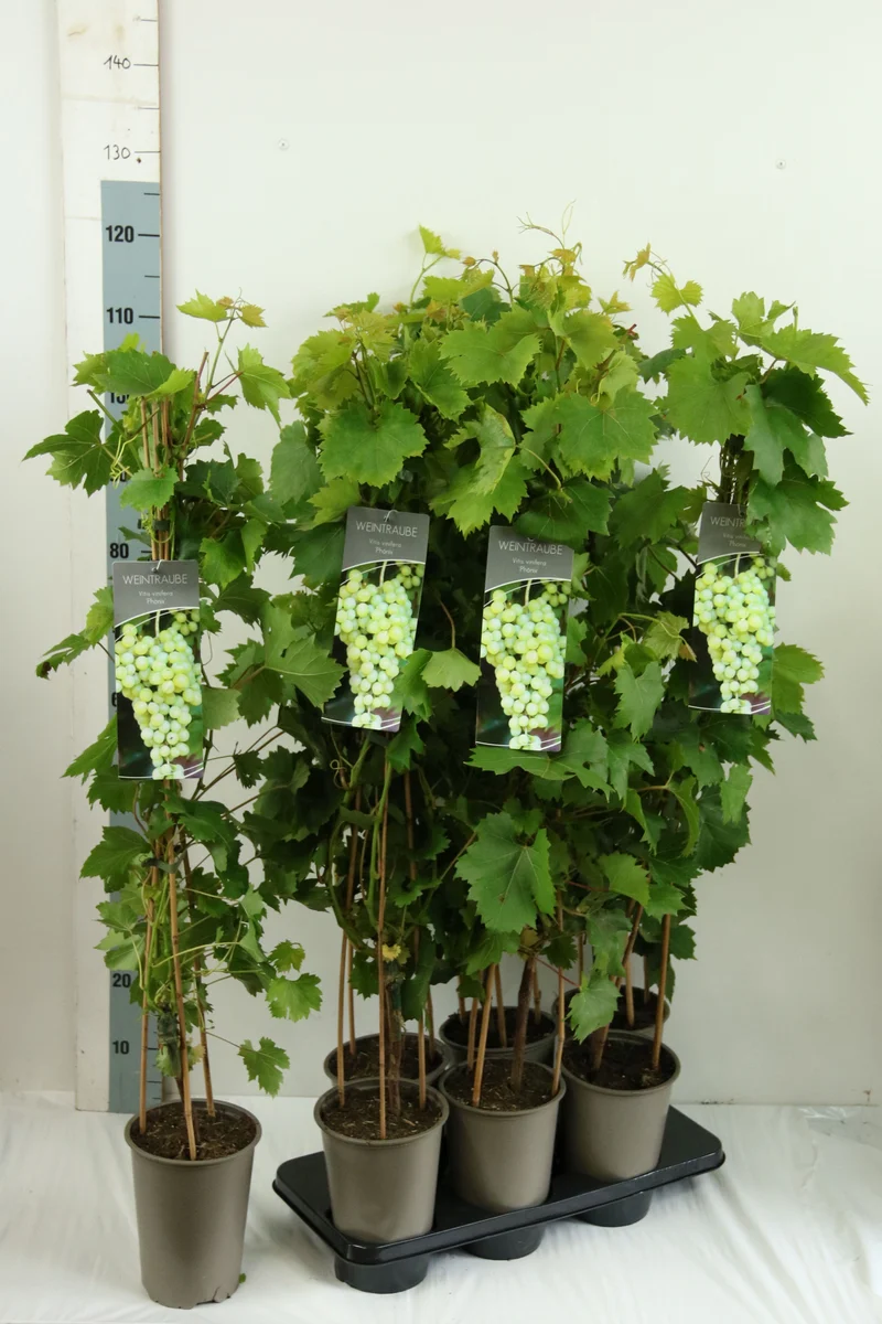 Vitis v. 'Phoenix' C3 (3 liters kruka) 80-100 cm