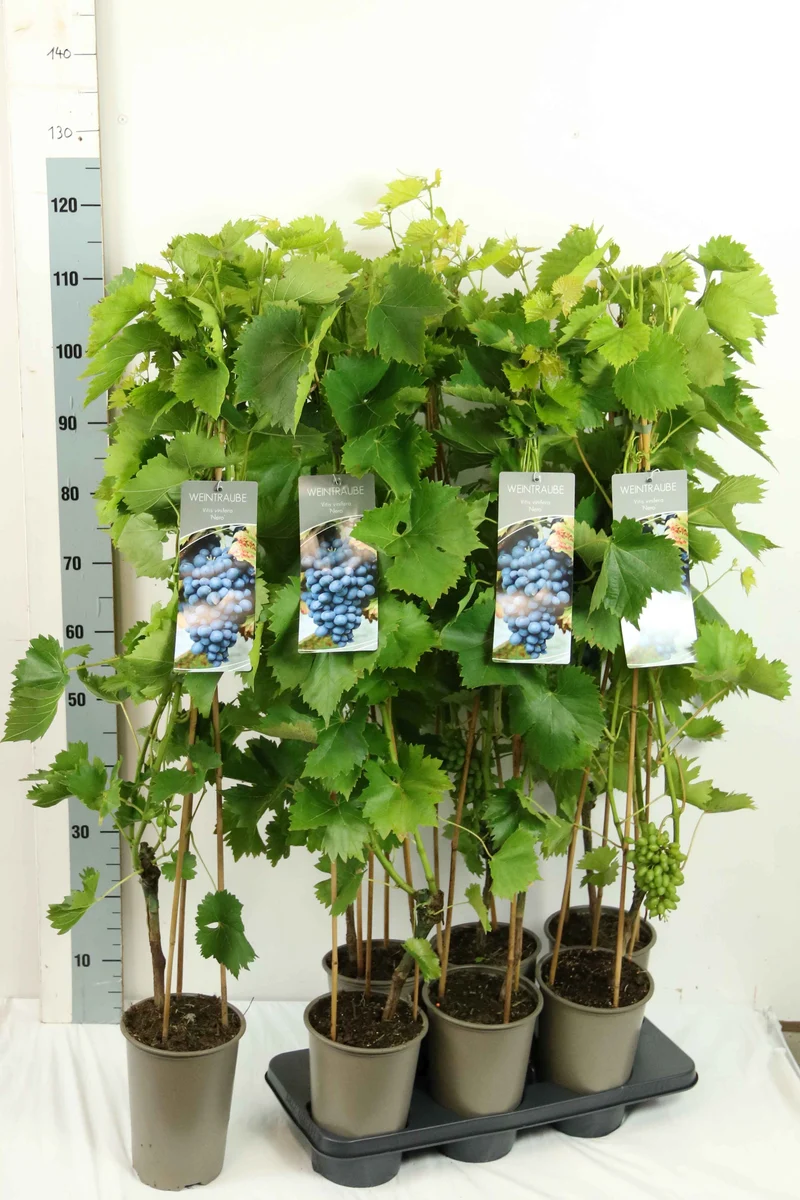 Vitis 'Nero' C3 (3 liters kruka) 80-100 cm