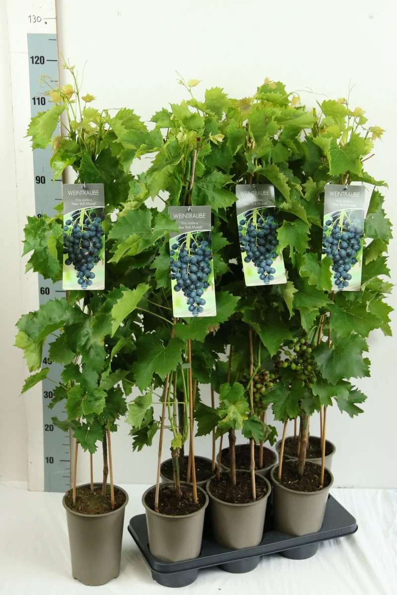 Vitis 'New York Muscat' C3 (3 liters kruka) 80-100 cm