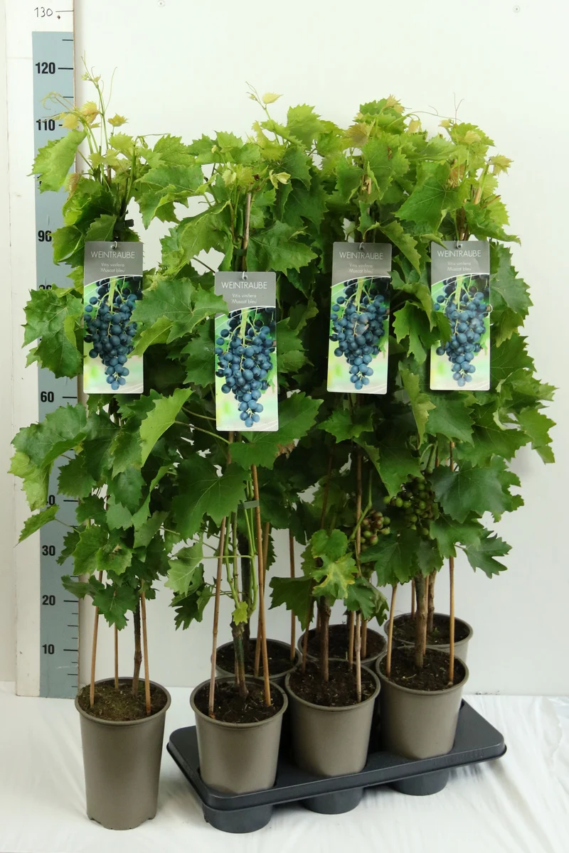 Vitis 'Muscat Blue' C3 (3 liters kruka) 80-100 cm