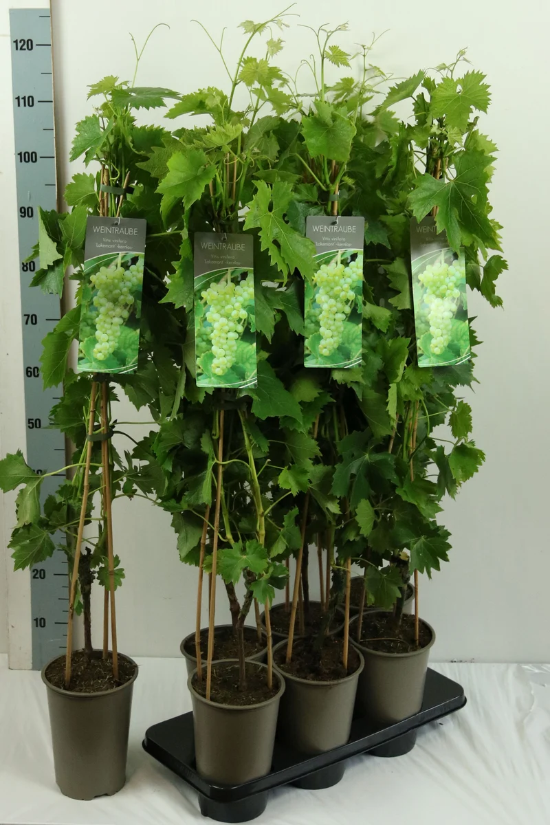 Vitis 'Lakemont' (kärnfri vit vindruva) C3 (3 liters kruka) 80-100 cm