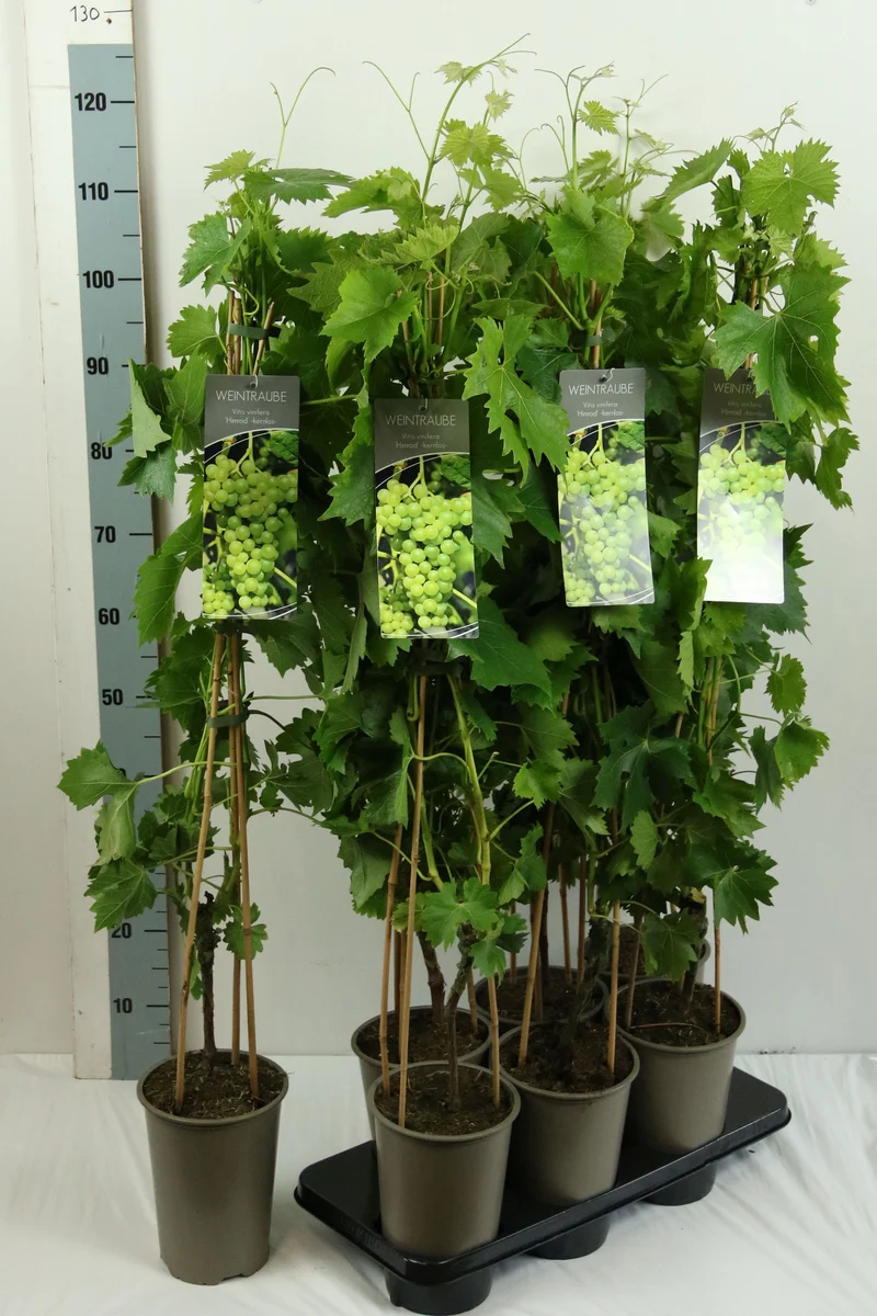 Vitis 'Himrod' C3 (3 liters kruka) 80-100 cm